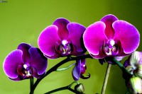 Orchidea